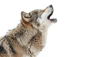 A wolf howling while standing. photo