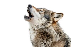 A wolf howling while standing. photo