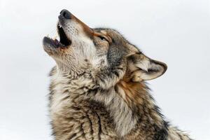 A wolf howling while standing. photo