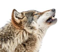 A wolf howling while standing. photo