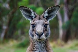 A curious kangaroo looks directly into the camera. photo