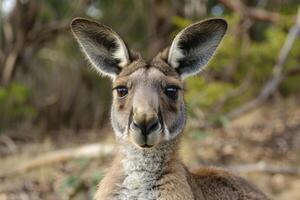 A curious kangaroo looks directly into the camera. photo