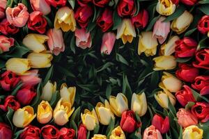 Tulip frame with design space. photo