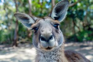 A curious kangaroo looks directly into the camera. photo