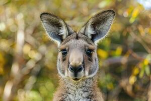 A curious kangaroo looks directly into the camera. photo