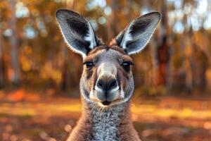 A curious kangaroo looks directly into the camera. photo