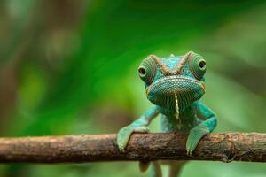 A curious chameleon clings to a branch, looking at the camera. photo