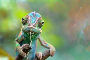 A curious chameleon clings to a branch, looking at the camera. photo