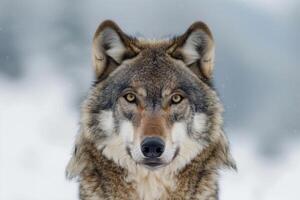 A majestic wolf with piercing eyes stares into the camera. photo