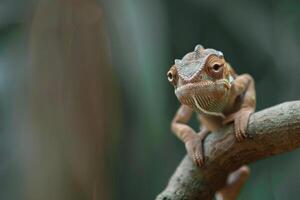 A curious chameleon clings to a branch, looking at the camera. photo