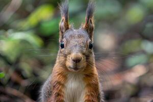 A curious squirrel looks directly into the camera. photo