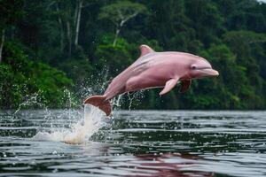 A rare and playful pink river dolphin leaping out of the water in the Amazon River photo