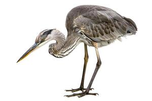 A heron mid-dive, beak pointed down, isolated on a white background photo