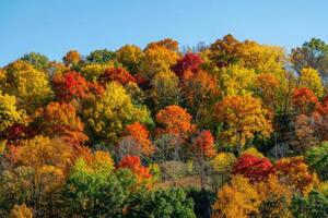 A rolling hillside covered in colorful autumn trees photo