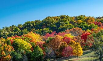 A rolling hillside covered in colorful autumn trees photo