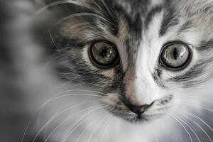 Close-up of a cute kitten's face. photo