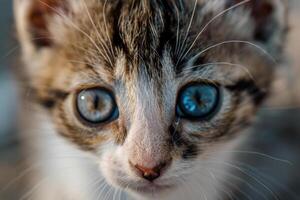 Close-up of a cute kitten's face. photo