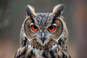 A curious owl looks directly into the camera. photo