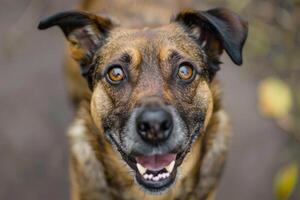 Close-up of a friendly dog's face. photo