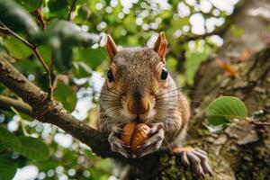 A playful squirrel holding a nut looks at the camera. photo