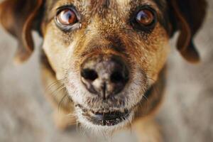Close-up of a friendly dog's face. photo