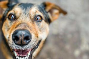 Close-up of a friendly dog's face. photo