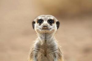 A meerkat stands upright, gazing into the camera. photo