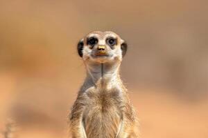 A meerkat stands upright, gazing into the camera. photo