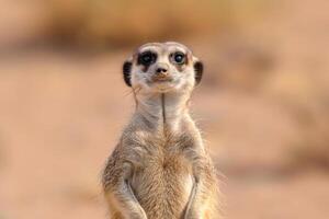 A meerkat stands upright, gazing into the camera. photo