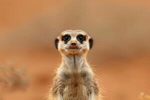 A meerkat stands upright, gazing into the camera. photo