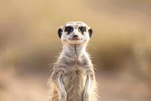 A meerkat stands upright, gazing into the camera. photo