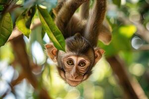 A playful monkey hangs from a branch, looking at the camera. photo