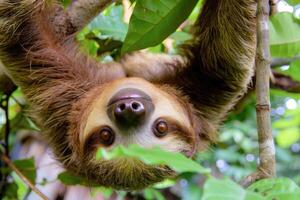 A playful sloth hanging from a tree, looking at the camera. photo