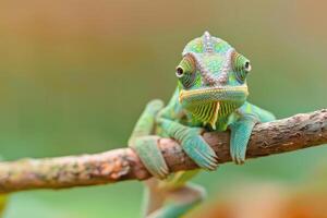 A curious chameleon clings to a branch, looking at the camera. photo