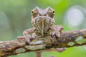 A curious chameleon clings to a branch, looking at the camera. photo