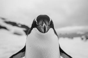 A penguin with a curious expression stares into the camera. photo