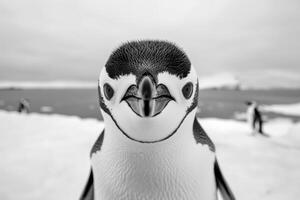 A penguin with a curious expression stares into the camera. photo