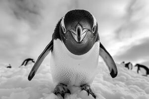 A penguin with a curious expression stares into the camera. photo
