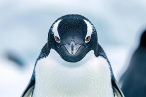 A penguin with a curious expression stares into the camera. photo