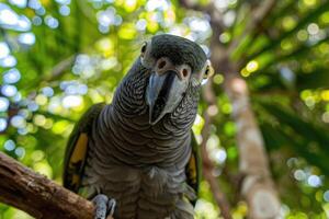 A playful parrot perched on a branch looks at the camera. photo