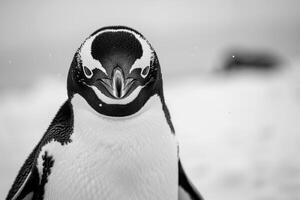 A penguin with a curious expression stares into the camera. photo