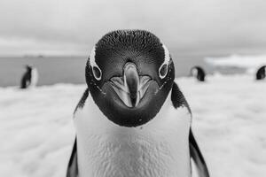 A penguin with a curious expression stares into the camera. photo