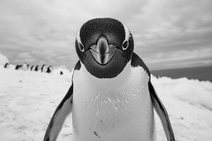 A penguin with a curious expression stares into the camera. photo