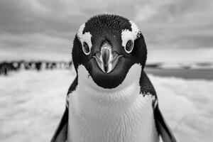 A penguin with a curious expression stares into the camera. photo