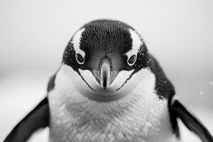 A penguin with a curious expression stares into the camera. photo