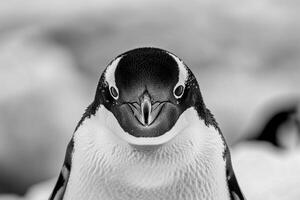 A penguin with a curious expression stares into the camera. photo