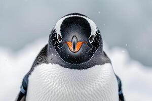 A penguin with a curious expression stares into the camera. photo