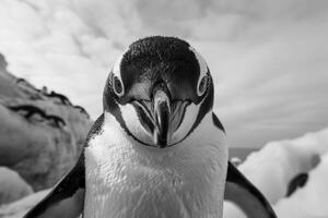 A penguin with a curious expression stares into the camera. photo