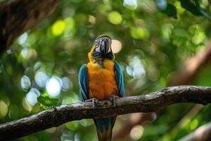 A playful parrot perched on a branch looks at the camera. photo