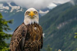 A majestic eagle with piercing eyes stares into the camera. photo
